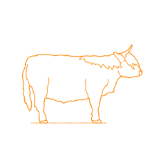 Animals Bovines Highland Cattle Outline Drawing Svg Vector, Free Vectors File